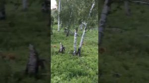 Гон косули.