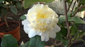 Camellia japonica " Brushfield´s Yellow "