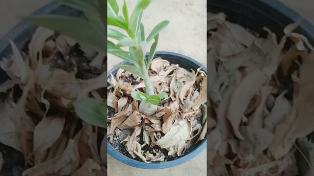 My New Adenium plant | Desert rose in my Home | Trichy Paiyan.