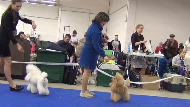 81 Моно пуделей 28.01.2024г. "Дог. Вернисаж." БЭСТ тоев смотреть онлайн