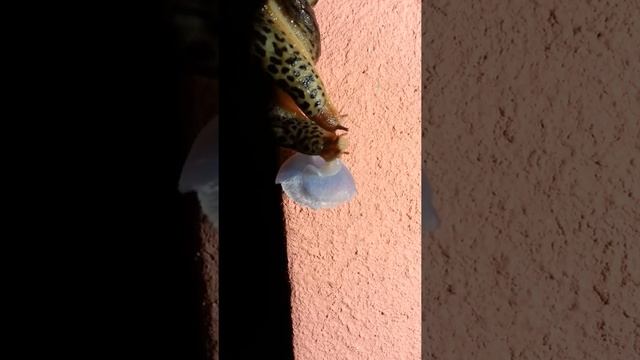 Необычная видеозапись- ЭКСКЛЮЗИВ!!! Гигантские слизни смотреть онлайн