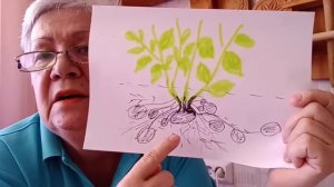 775. Картофель. Этиолированный стебель и столоны. Можно ли обрывать ростки?