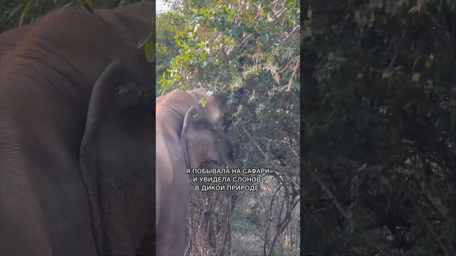 Сафари и слоны - ещё одна цель, которая стала реальностью 🤍 смотреть онлайн