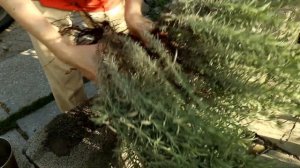 Как упаковать большой куст лаванды для пересылки. How to pack a large lavender bush.