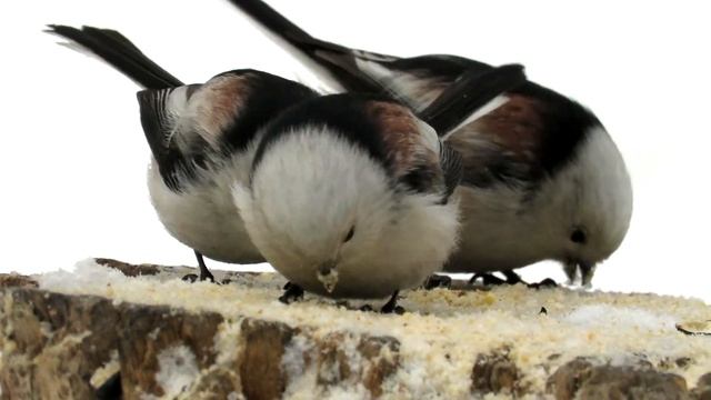 "Пушистый комочек" Длиннохвостая Синица, Long-Tailed Tit
