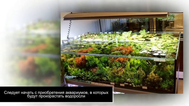 Бизнес на выращивании и продаже аквариумных растений смотреть онлайн
