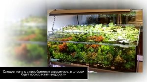 Бизнес на выращивании и продаже аквариумных растений