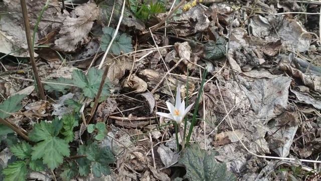 ❗Весенний лес❗ Немного красоты в не мирное время❗ 3️⃣1️⃣ марта 2️⃣0️⃣2️⃣2️⃣ года❗✌️ смотреть онлайн