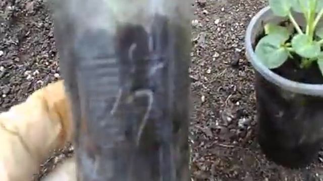 Мощные корни, простой способ. Работы в марте, фуксия и кампанула, немного о клонексе. смотреть онлайн