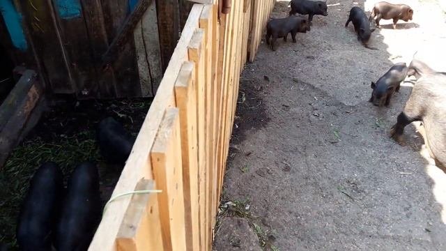 Вьетнамские вислобрюхие свиньи мой опыт содержания