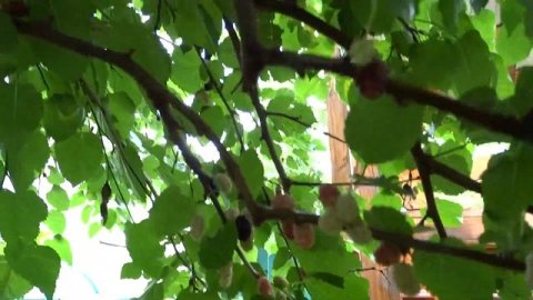 Шелковица, как собирать шелковицу правильно чтобы не потерять урожай, собираем шелковицу своими рук