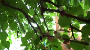 Шелковица, как собирать шелковицу правильно чтобы не потерять урожай, собираем шелковицу своими рук