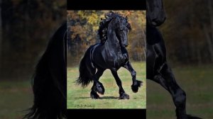 АЛЕКСАНДР МАРЦЫНКЕВИЧ -Конь мой вороной