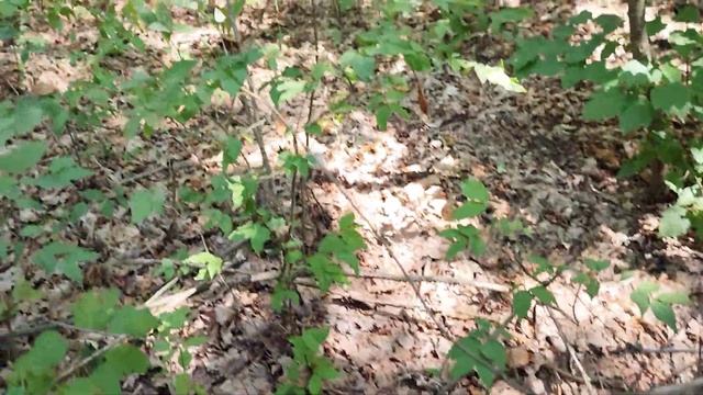 ПОЛЯНА МОХОВИКОВ! Столько моховиков вместе я ещё не видела! смотреть онлайн