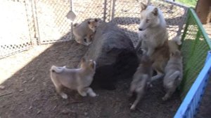 West Siberian Laika (западно-сибирская лайка) Group Parenting