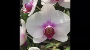 Ферма орхидей на Пхукете