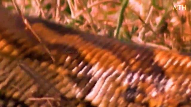 Komodo Dragon vs Python - Who Would Win? Facts and Information about Komodo Dragon & Python