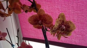 Новинка фаленопсис-пелорик "Maple Red"