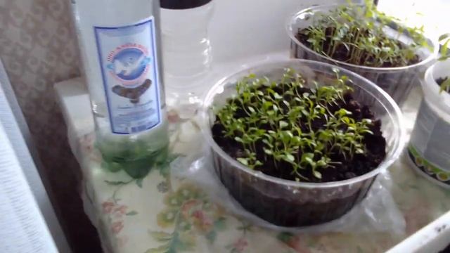 Растет рассада смотреть онлайн