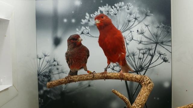 Чёрно красный шиммель, чёрный серокрылый красный интенсив 19г. смотреть онлайн