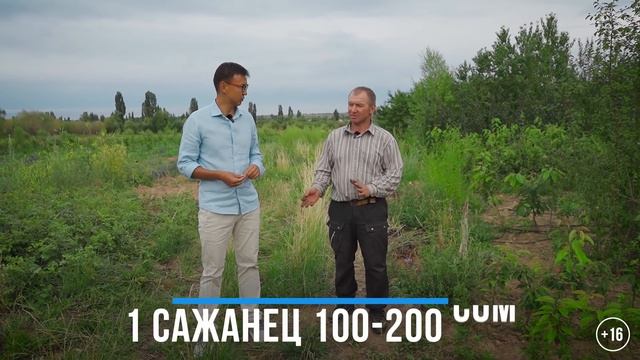 Иссык-Кульские Абрикосы и Черешня – Куда экспортируют? смотреть онлайн