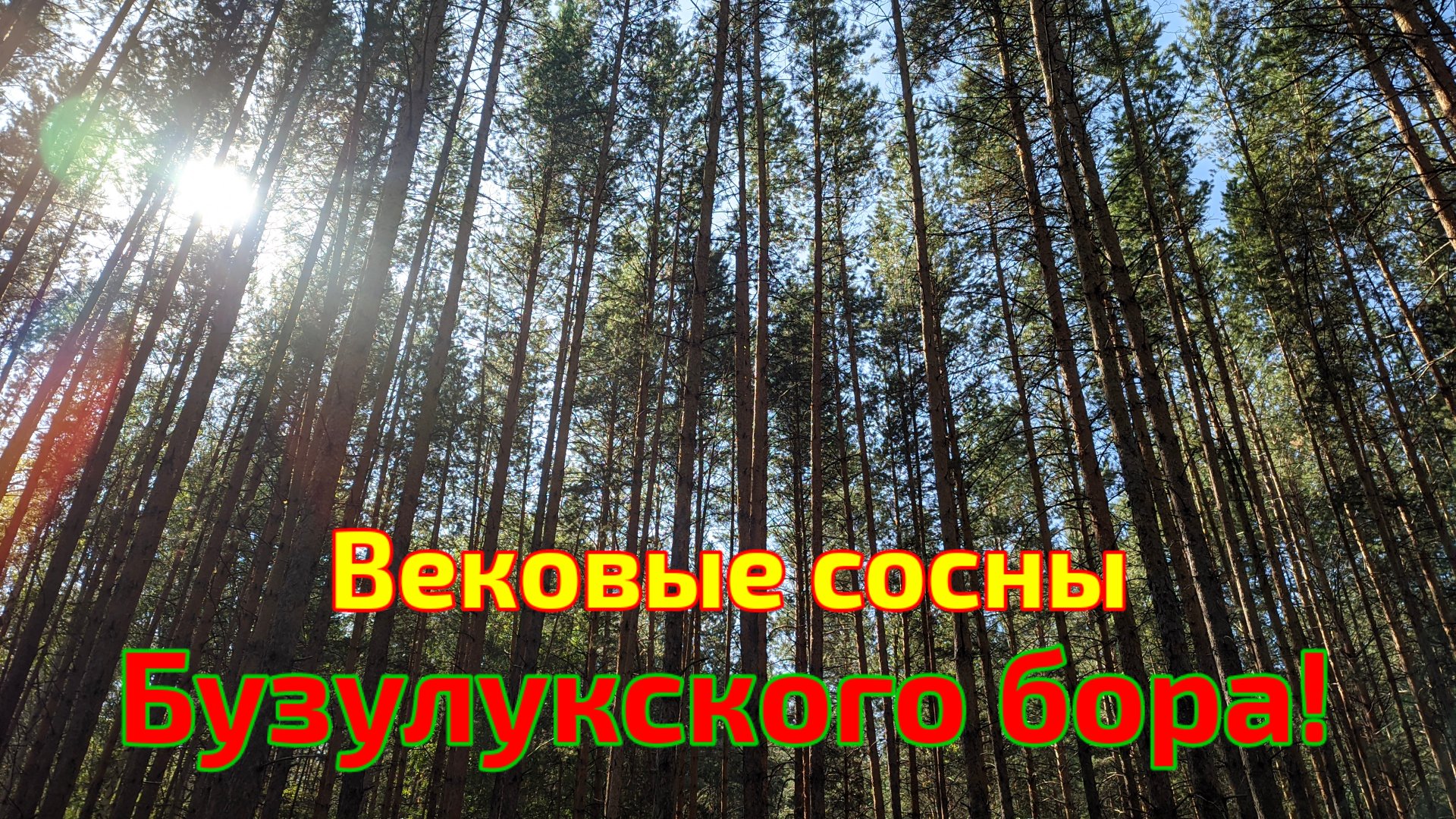Бузулукский бор. Вековые сосны.