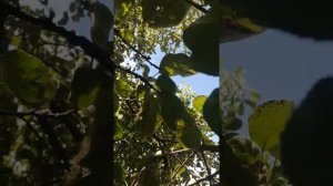 Как бороться с  ржавчиной на листьях яблони и груши...