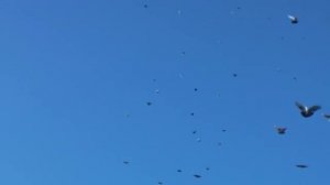 Над крышей голуби летают. Слова и музыка Саши Байкальского.mp4