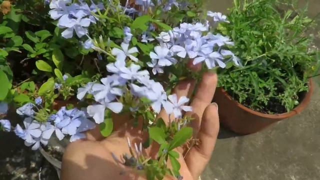 Plumbago Plant Care | How to Grow plumbago auriculata | Blue Flowers নীল চিতা / চিত্রক ফুল смотреть онлайн