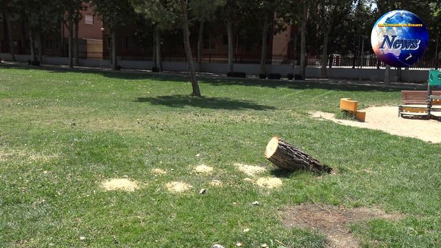 Arbol parque Dolores Ibarruri смотреть онлайн