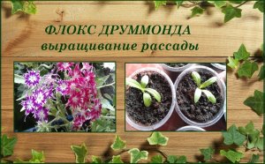 Флокс Друммонда выращивание рассады от посева до цветения. Регенератор листьев