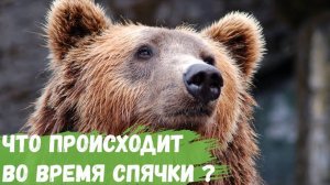 Что происходит с медведем во время спячки?