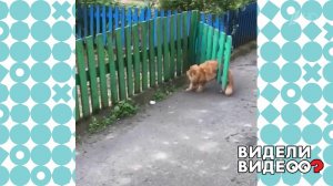 Кошка застряла. Видели видео? Фрагмент выпуска от 16.05.2021