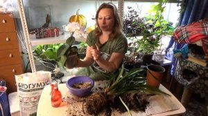 КАК РЕАНИМИРОВАТЬ ОРХИДЕЮ С ГНИЛЫМИ КОРНЯМИ | ЧЕМ ПОДКОРМИТЬ КОМНАТНЫЕ РАСТЕНИЯ | БИОГУМУС, 18+