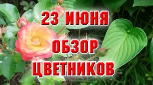 23 июня. Обзор цветников