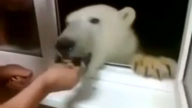 Тем временем в России: белый медведь заскочил перекусить смотреть онлайн