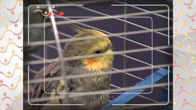 АЗН Физика  Аэродинамика  Как и почему мы можем летать