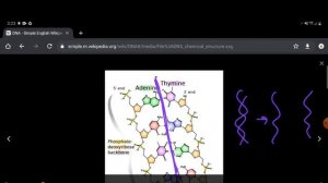 DNA Structure Lecture