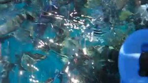 Самые красивые рыбы Шарм-эль-Шейха!!! Египет! Кормим голодных рыб