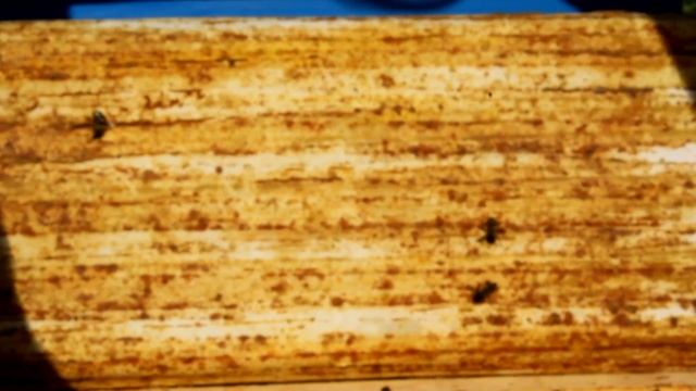 прийом личинок привитых без молочка смотреть онлайн