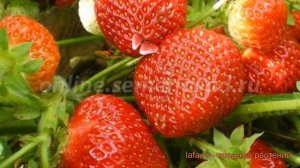 Земляника садовая Надежда (fragaria ananassa) ? Надежда обзор: как сажать, рассада земляники Надежд