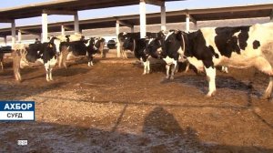 Мега-ферма в Таджикистане/Фермахои пешрафти Точикистон