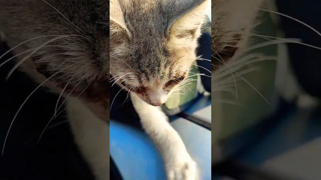 С утра у котенка опять глазки залиты гноем/ Везем в клинику смотреть онлайн