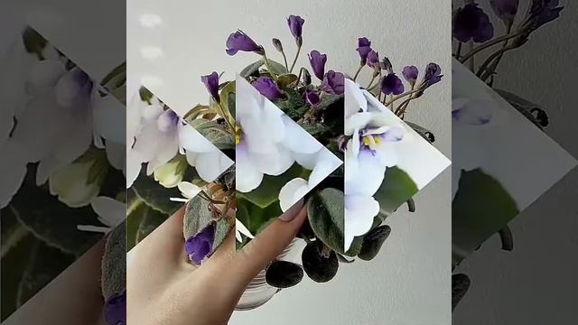 Фиалки (Пани Фиалка) смотреть онлайн