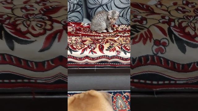 КОТИК ПОКАЗАЛ КТО ХОЗЯИН! ЦАПНУЛ по МОРДЕ! смотреть онлайн