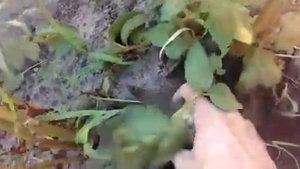 Как подкапывать молодую картошку!