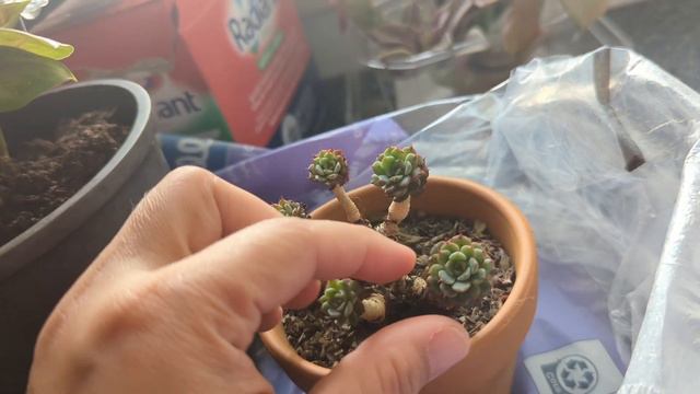 Echeveria Minima! My smallest Echeveria. Oras na para linisin sya! смотреть онлайн