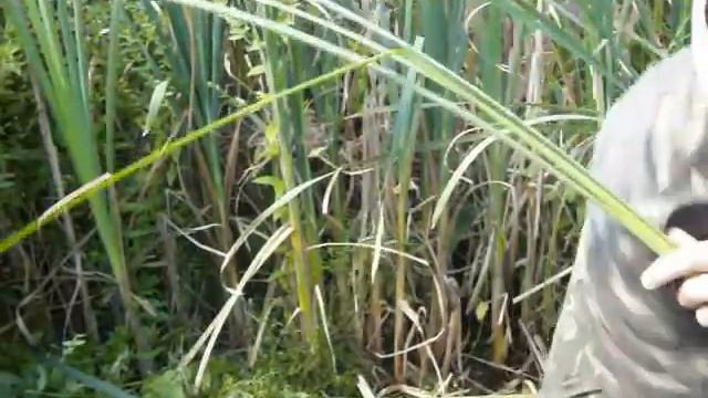 Рогоз широко листовой.Как определить зрелость рогоза. смотреть онлайн