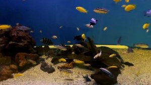 Цихлиды. Аквариумные рыбки