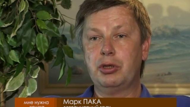 Питомник бенгальских кошек "Malakhovka". http://nben.ru/ смотреть онлайн